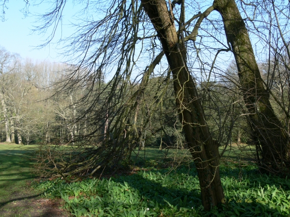Bois des Moutiers (12) mars 2012